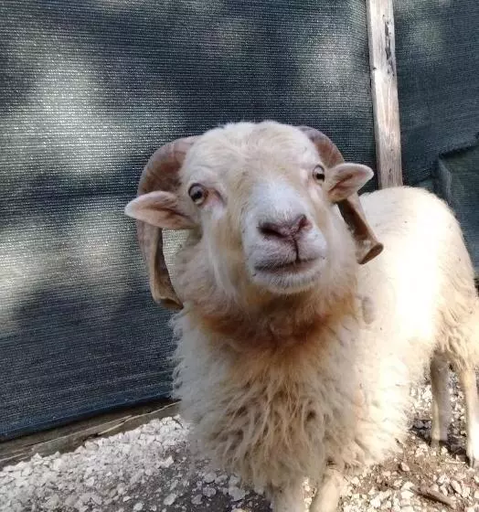 Cottoni Natural Space