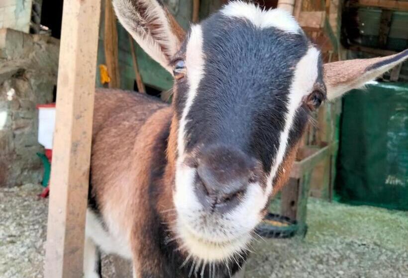 Cottoni Natural Space