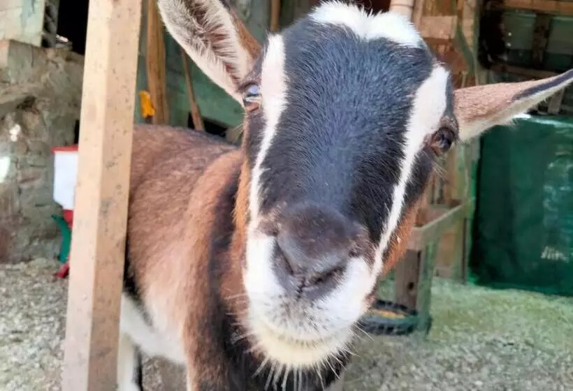 Cottoni Natural Space