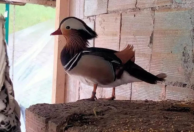 Cottoni Natural Space