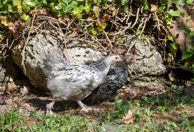 Cottoni Natural Space