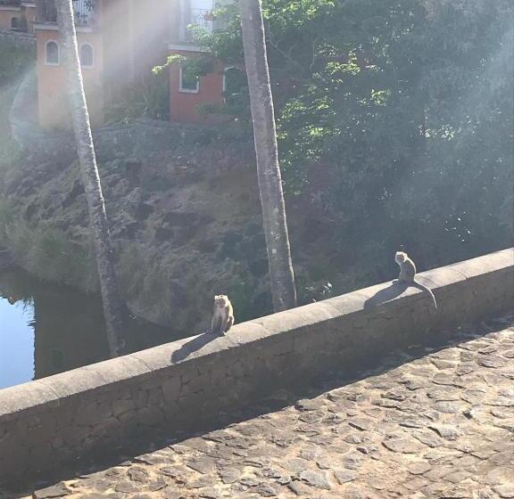 Port Chambly Mango Tree House