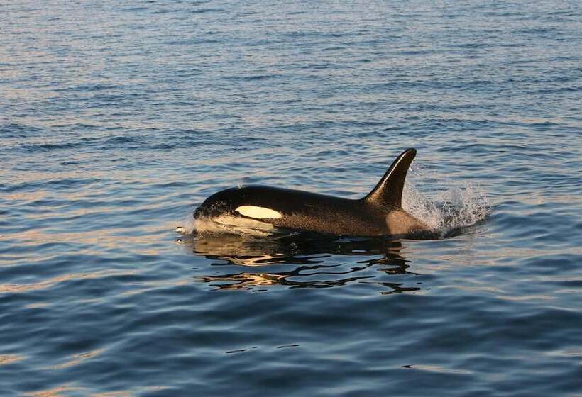 هتل Framtid Hostel