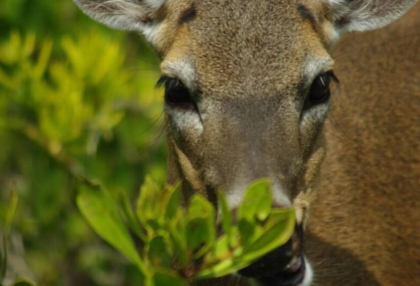 酒店 Deer Run On The Atlantic