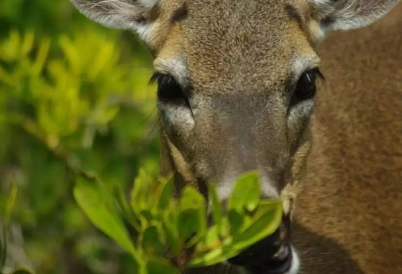 Hotelli Deer Run On The Atlantic