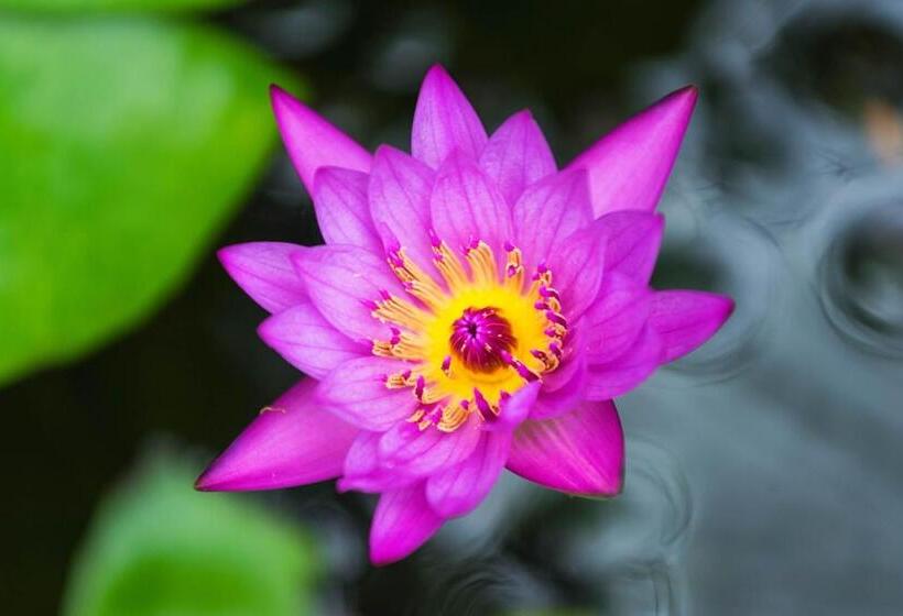 בית מלון כפרי Pali Ke Kua 144