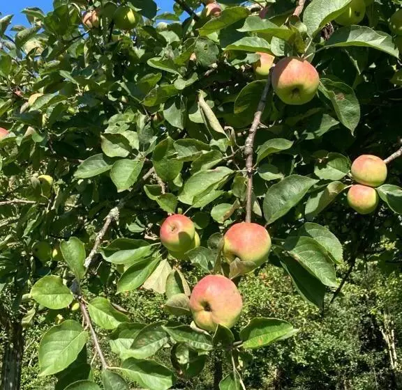 Aamiaismajoitus (B&B) « le Petit Verger »