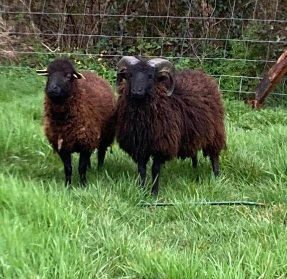 צימר « le Petit Verger »