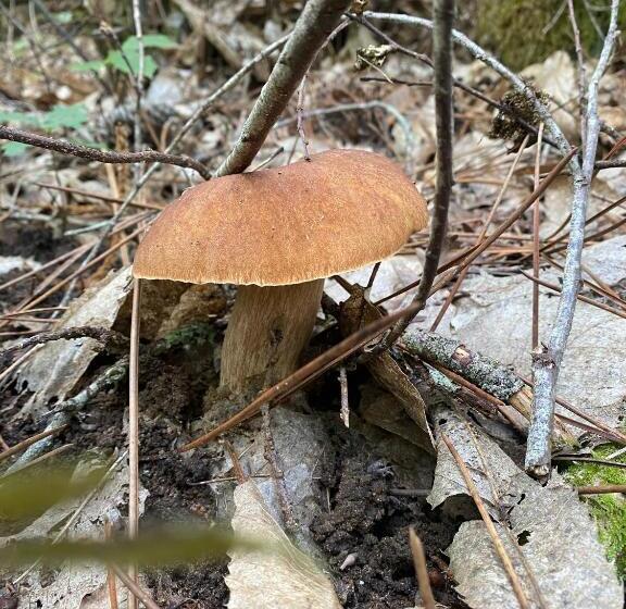 住宿加早餐  Maison Maleville