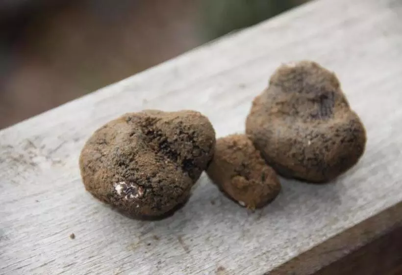 Aamiaismajoitus (B&B) Maison Maleville