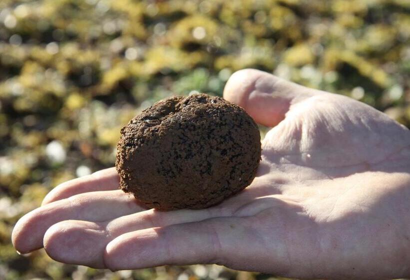 住宿加早餐  Maison Maleville