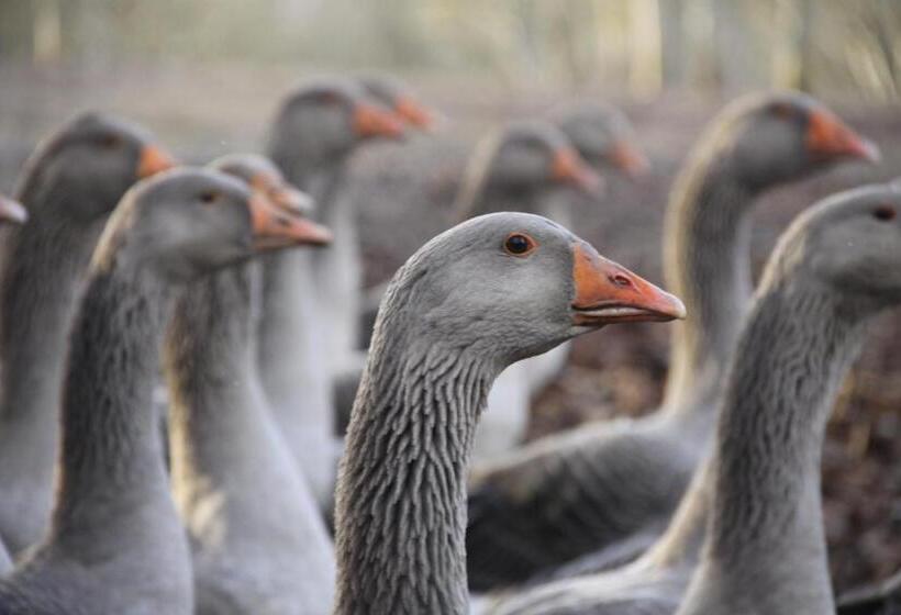 住宿加早餐  Maison Maleville