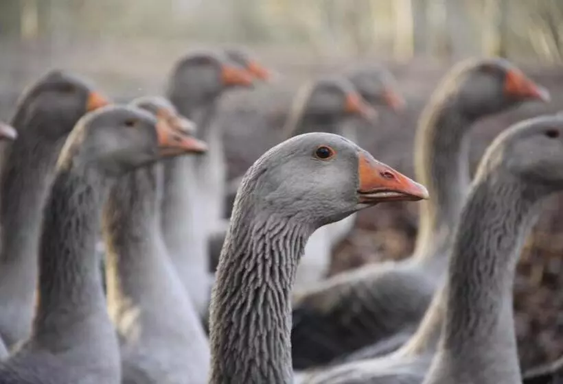 Aamiaismajoitus (B&B) Maison Maleville