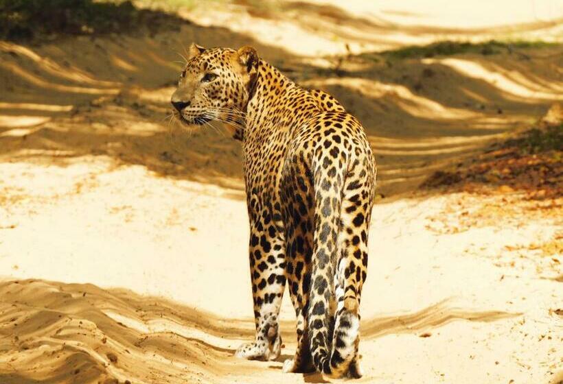 Bed and Breakfast Leopard Cross Safary Tours Wilpattu From Sapphirbase