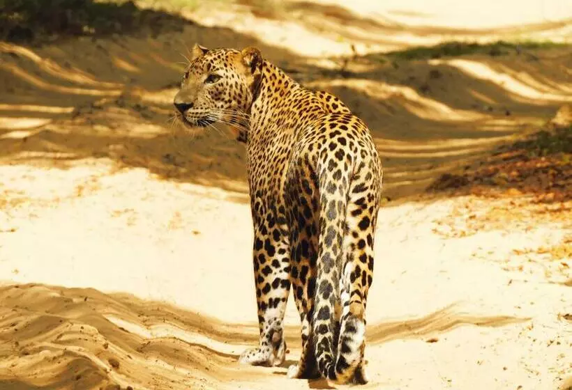 ベッドアンドブレックファースト Leopard Cross Safary Tours Wilpattu   From Sapphirbase