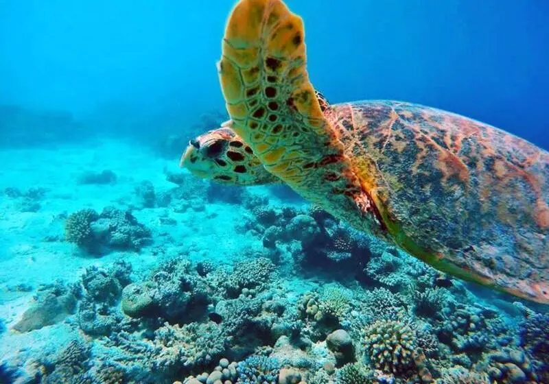 پانسیون Travelrim Maldives