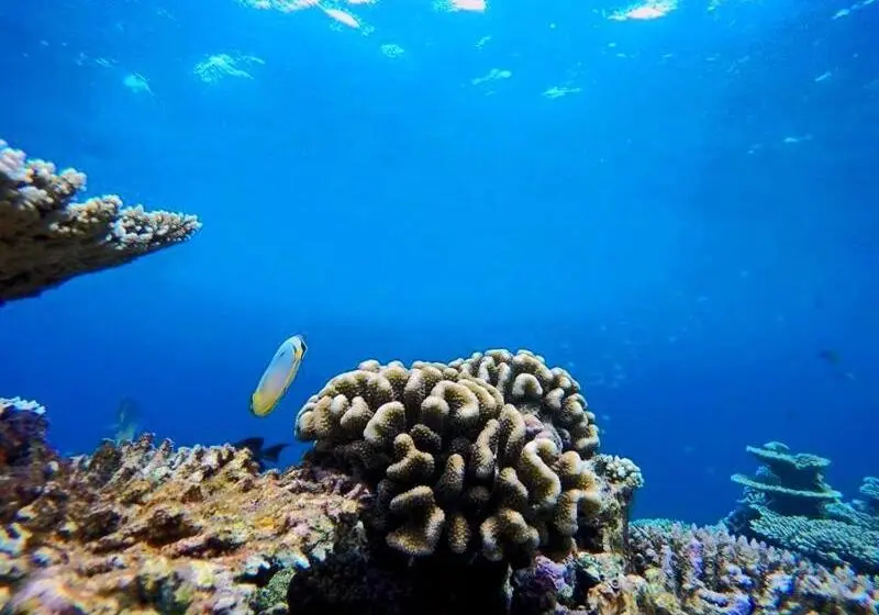 پانسیون Travelrim Maldives