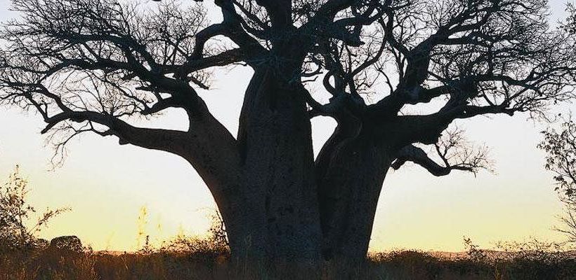 ホテル Bullo River Station