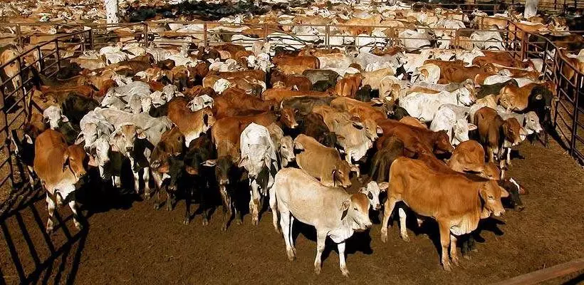 ホテル Bullo River Station