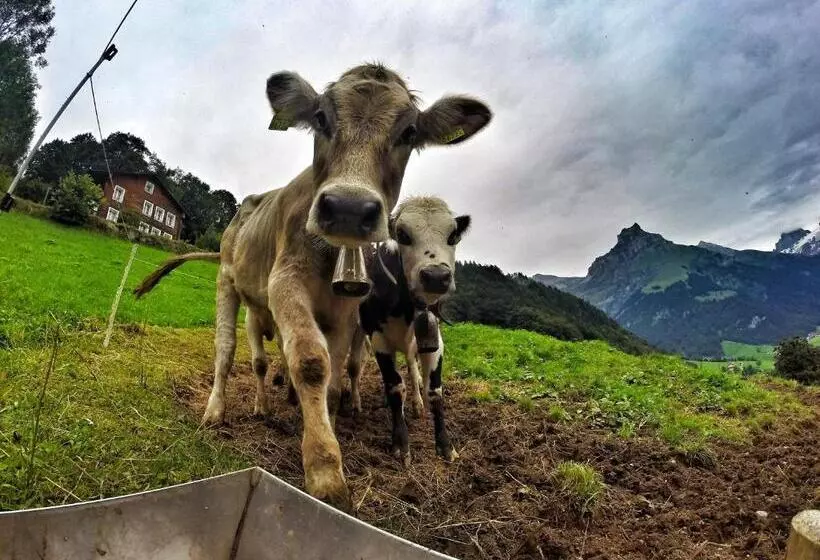 Hostel Engelberg Mein Trail Hostel