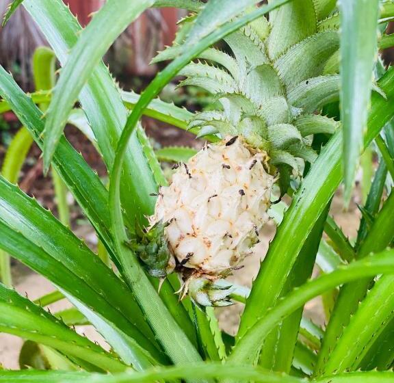 بنسيون Nature Villa Unawatuna