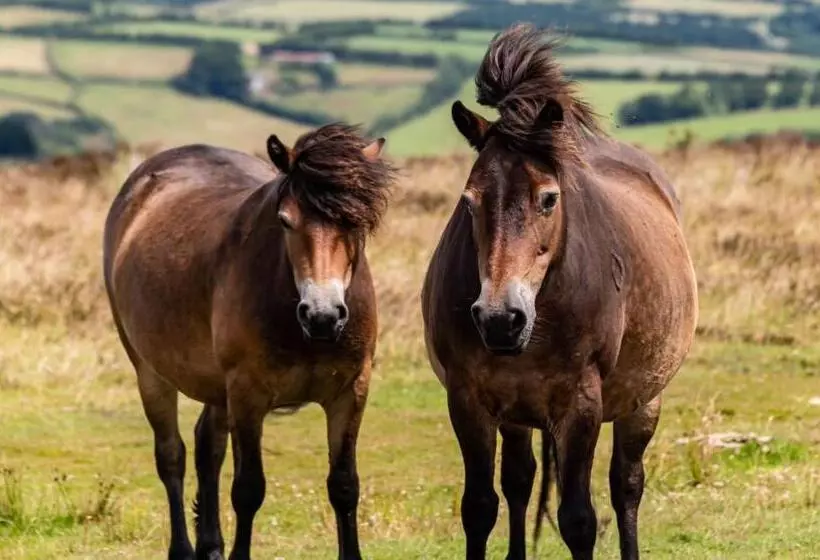 ベッドアンドブレックファースト The Hayloft, Exmoor