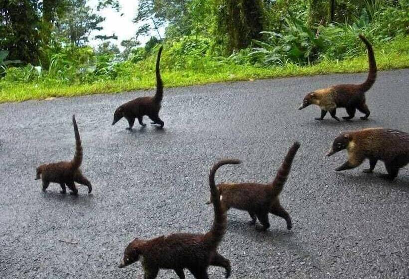 מלון כמוסות Cabinas Carolina