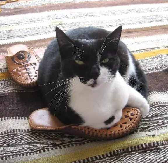 پانسیون Dar Al Manar