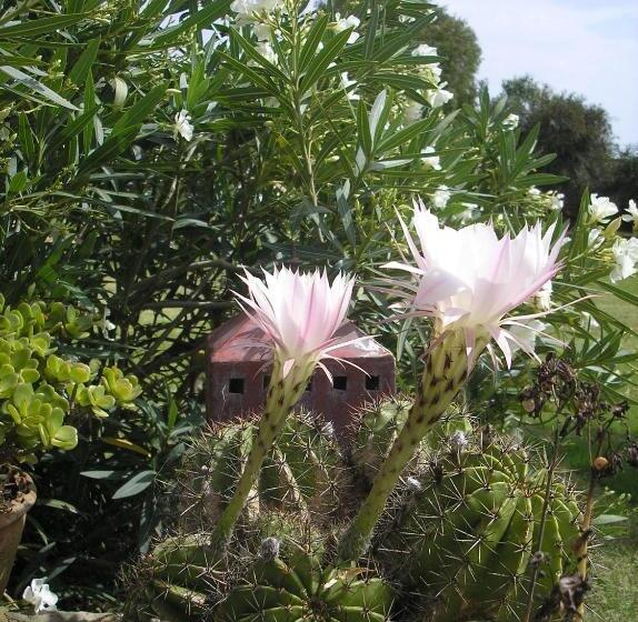 پانسیون Dar Al Manar