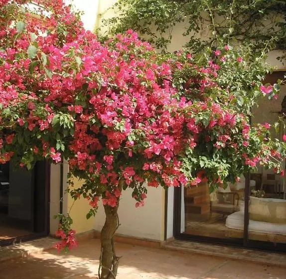 پانسیون Dar Al Manar