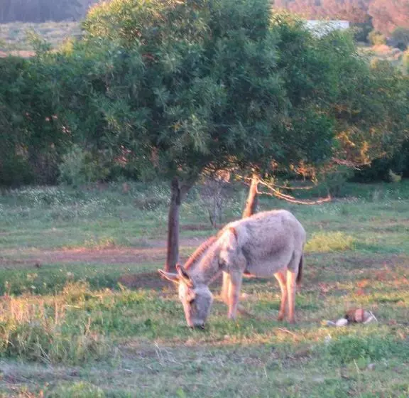 پانسیون Dar Al Manar