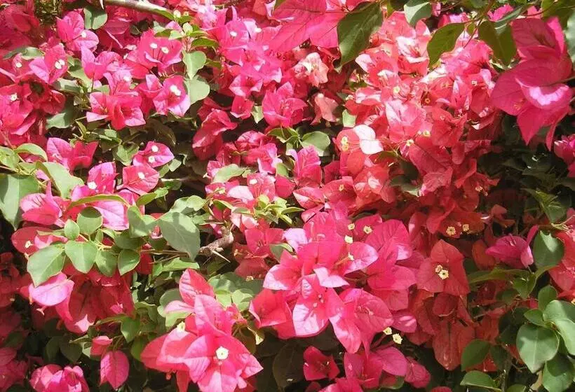 پانسیون Dar Al Manar