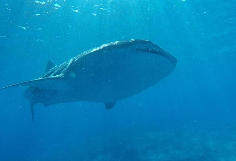 هتل Atoll Residence Dhangethi