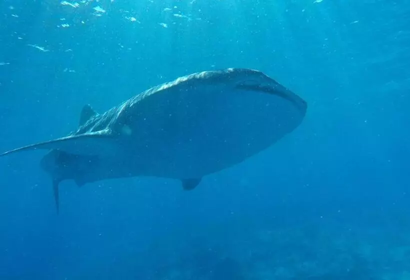 هتل Atoll Residence Dhangethi