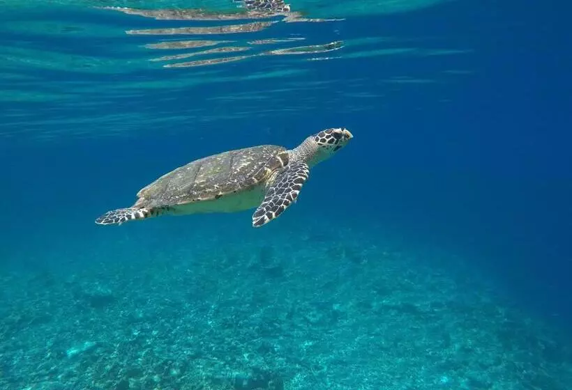 هتل Atoll Residence Dhangethi