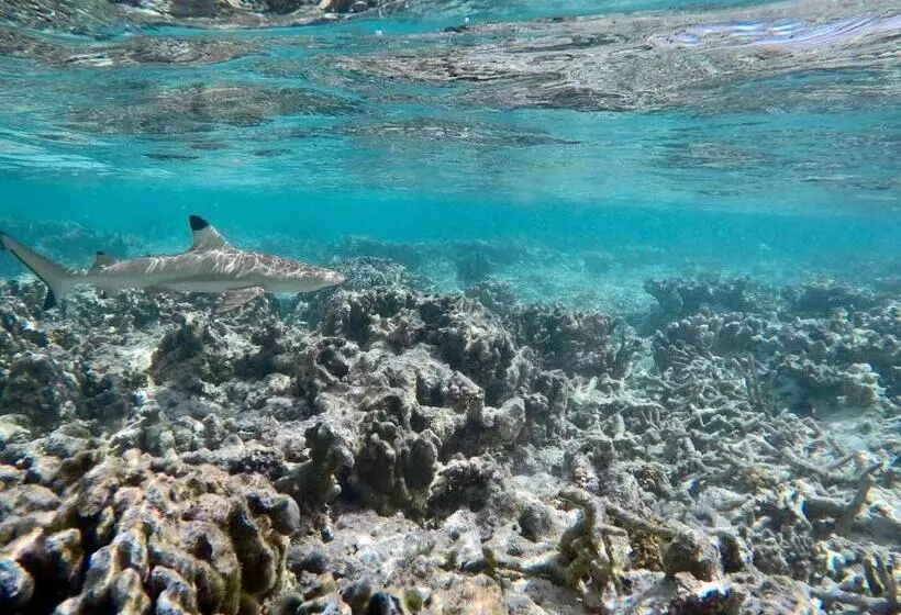 هتل Atoll Residence Dhangethi