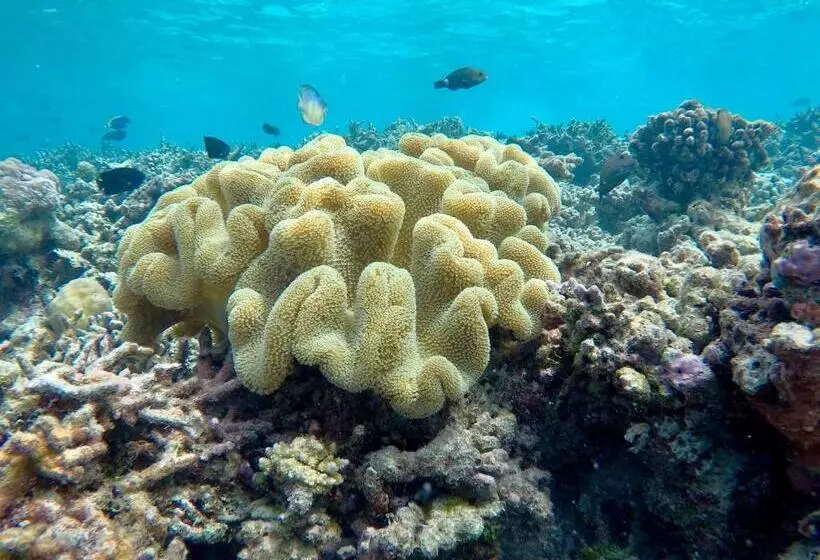 هتل Atoll Residence Dhangethi