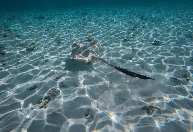 هتل Atoll Residence Dhangethi