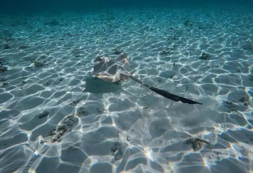 هتل Atoll Residence Dhangethi