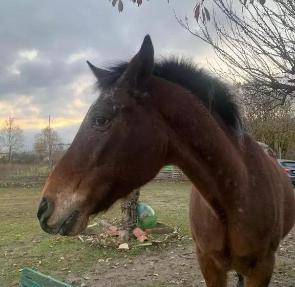 ベッドアンドブレックファースト La Baia Dei Lupi