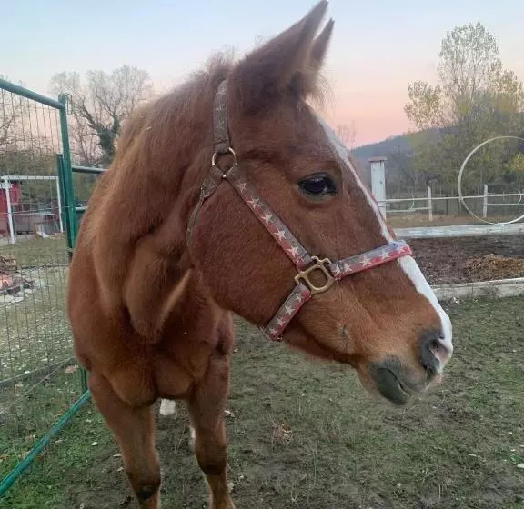 ベッドアンドブレックファースト La Baia Dei Lupi