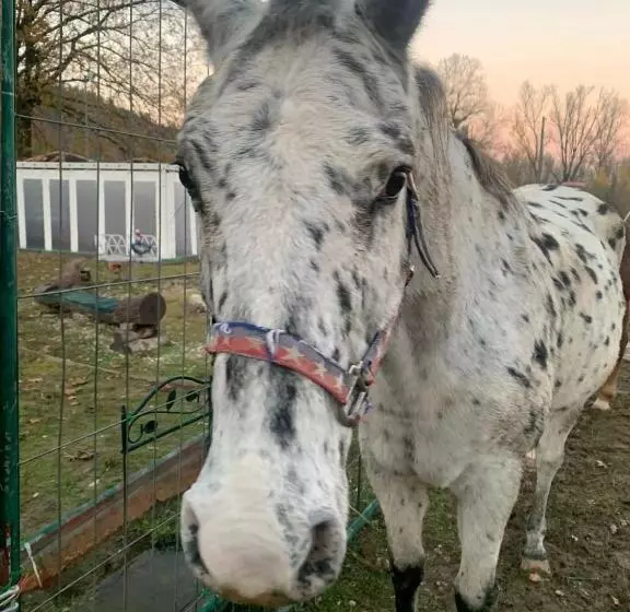 ベッドアンドブレックファースト La Baia Dei Lupi