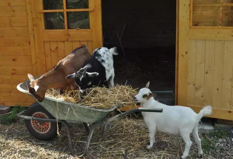 Aamiaismajoitus (B&B) Chambre Merisier Dans Une Ferme Avec étang Privé Au Coeur De La Région Des Mille étangs, Faucogney E