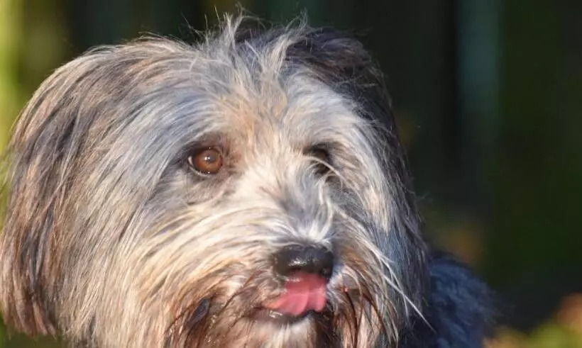 Aamiaismajoitus (B&B) Chambre Merisier Dans Une Ferme Avec étang Privé Au Coeur De La Région Des Mille étangs, Faucogney E