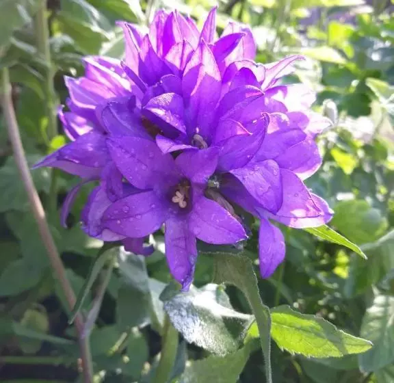 ベッドアンドブレックファースト Chambres D Hôtes La Luce