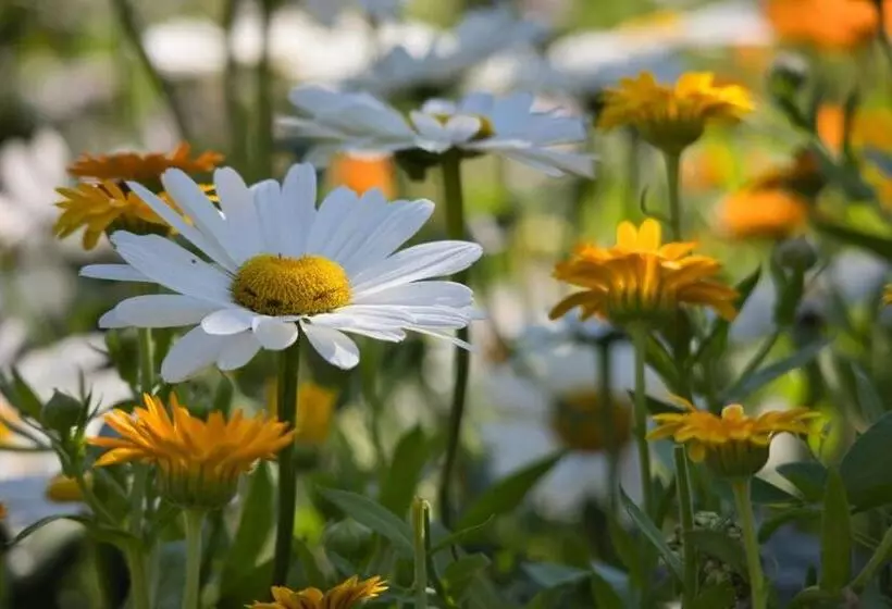 Aamiaismajoitus (B&B) Pension Puster