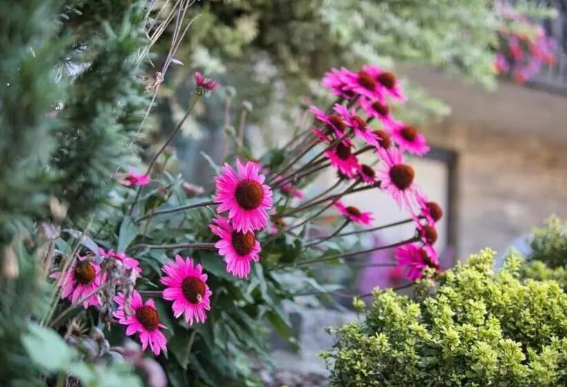 Aamiaismajoitus (B&B) Pension Puster