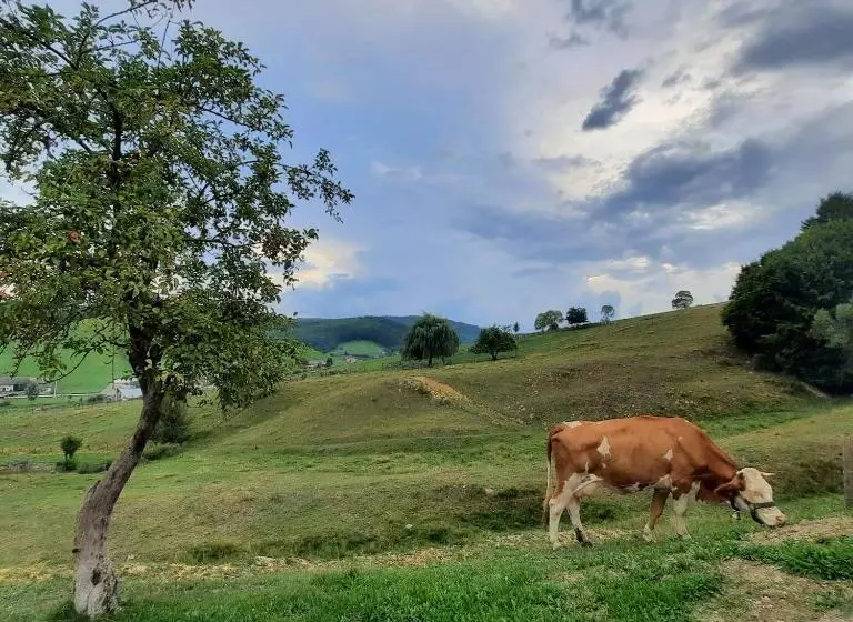 Majatalo Complex Dealu  Frumos