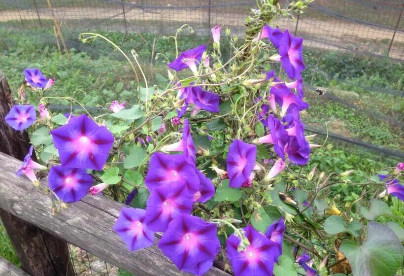 B&b Cascina Dei Levrieri