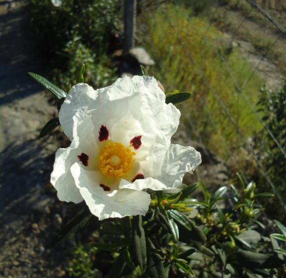 مبيت وإفطار Casa Das Estevas